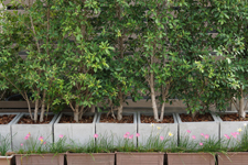 backyard potted trees