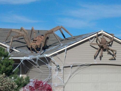 spiders on roof