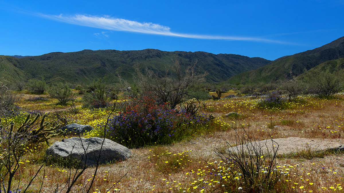 May Gardening Tips 2019 Wildflowers
