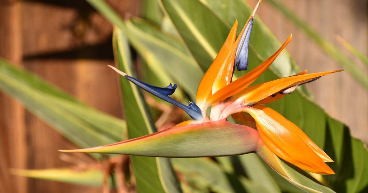 June Gardening Tips bird of paradise