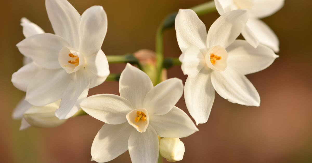 August Gardening Tips Pam Fraser paperwhites