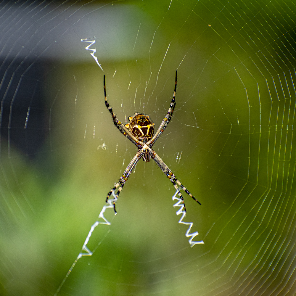 September Gardening Tips orb weaver Pam Fraser