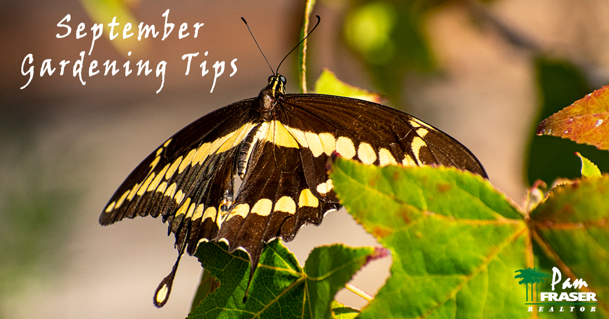 September Gardening Tips Pam Fraser