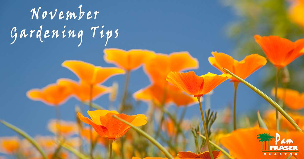 November Gardening Tips 2019 Pam Fraser