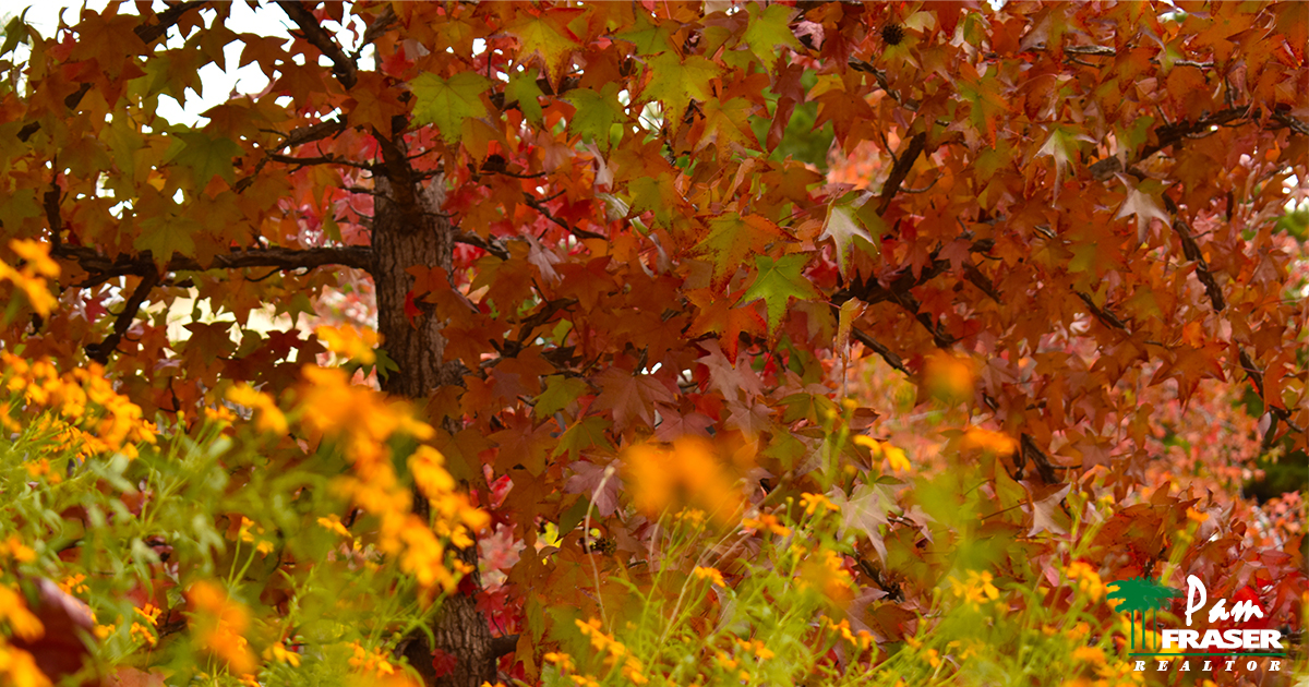 November Gardening Tips liquidambar Pam Fraser