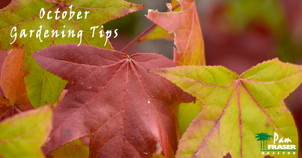October Gardening Tips Pam Fraser