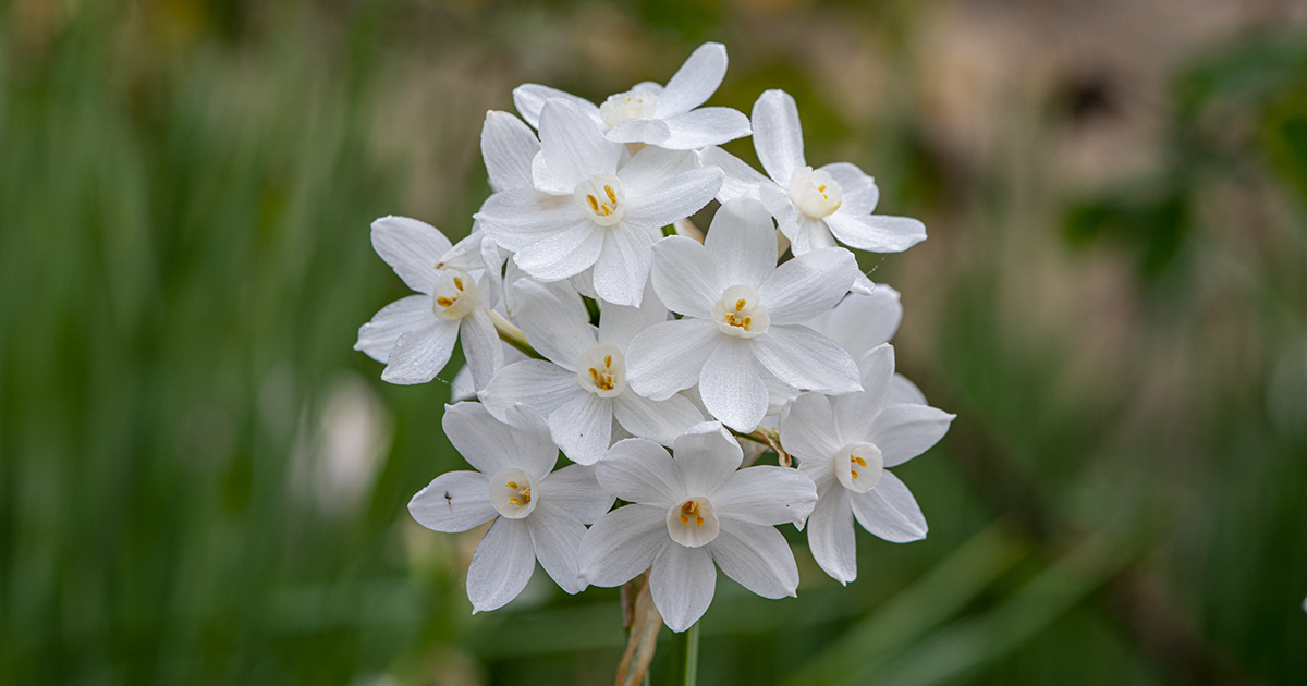 paperwhites October Gardening Tips Pam Fraser