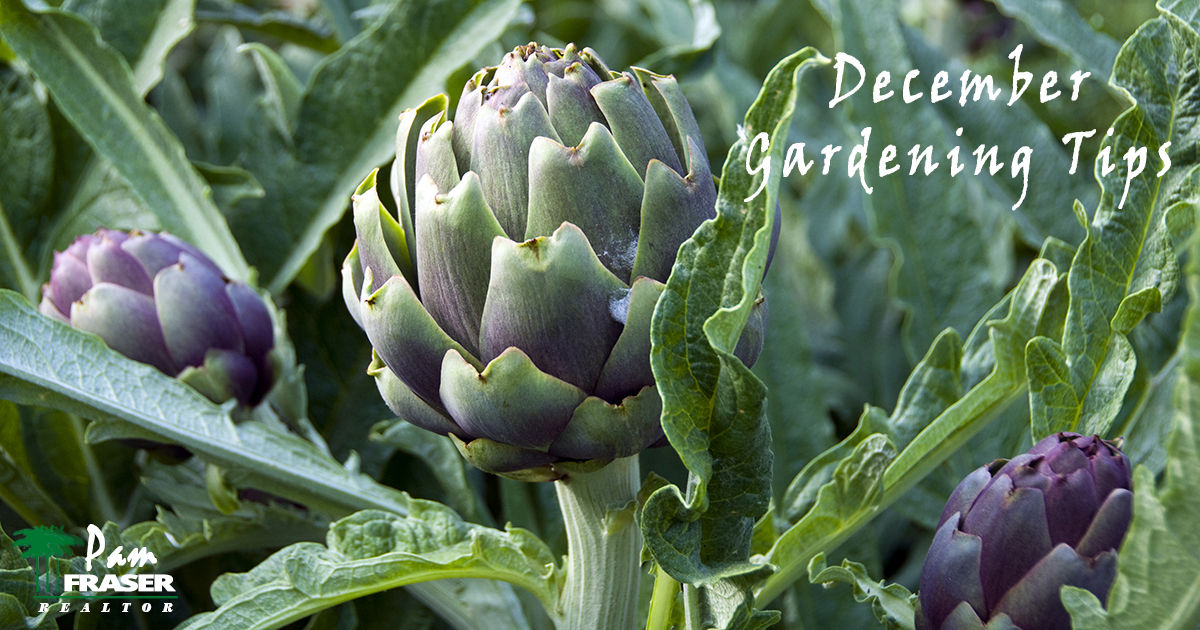 December Gardening Tips 2019 Pam Fraser artichoke