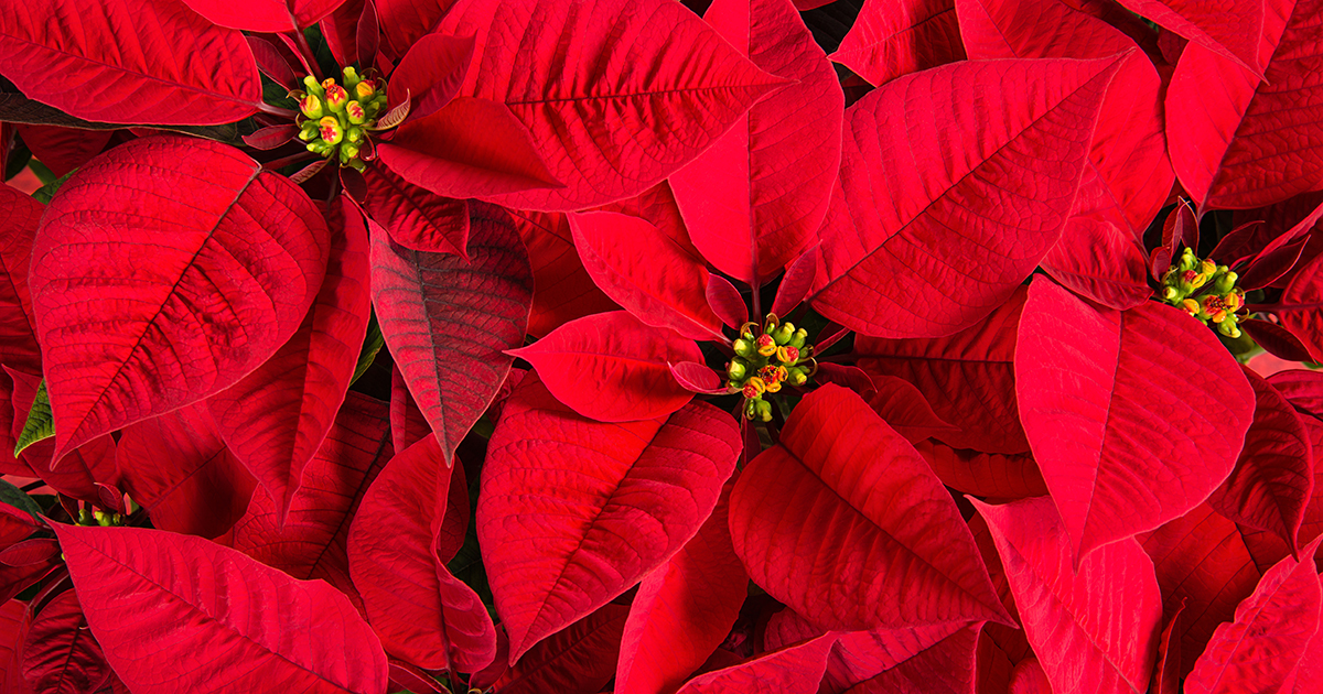December Gardening Tips 2019 poinsettia