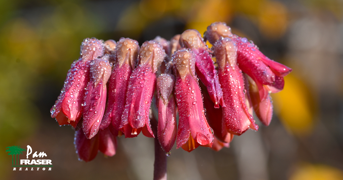 January Gardening Tips 2020 mother of thousands Pam Fraser