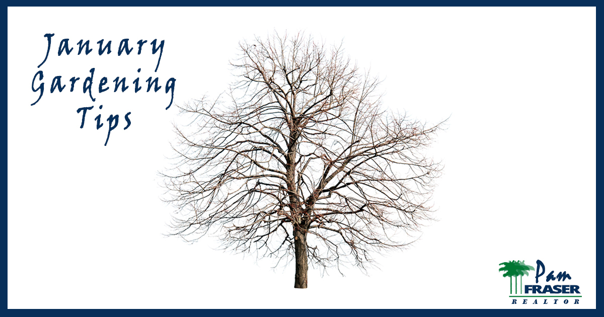 January Gardening Tips 2020 Pam Fraser