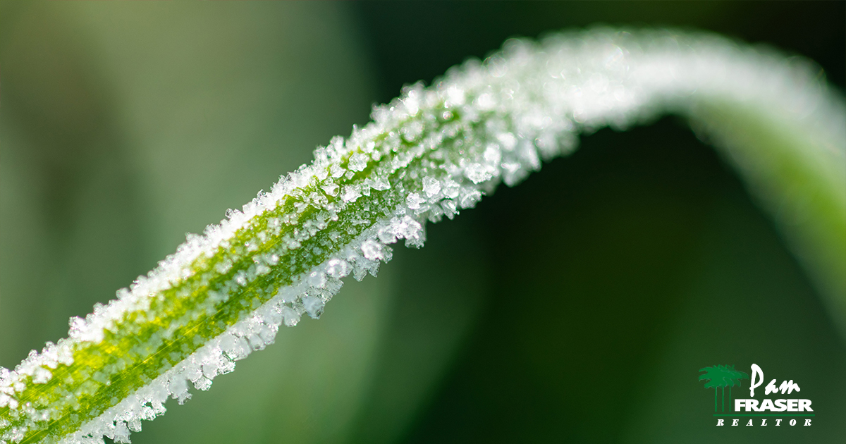 February Gardening Tips 2020 frost on blade of grass