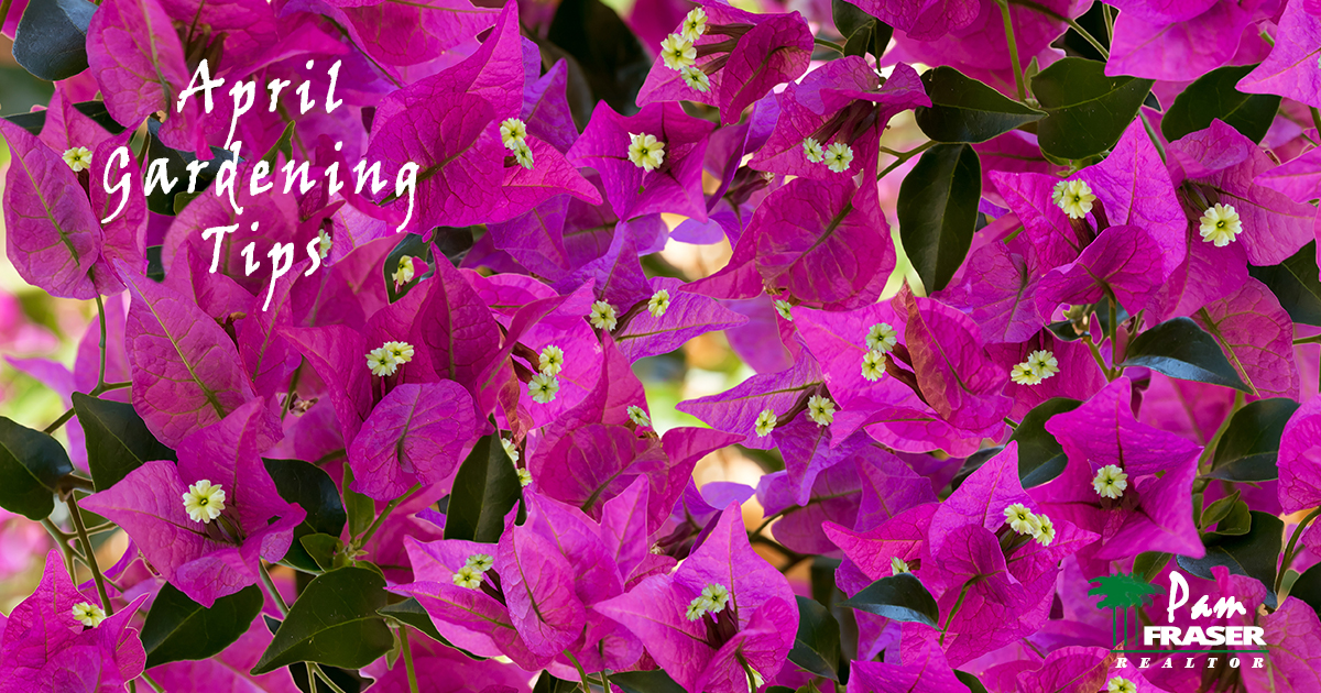 April Gardening Tips 2020 bougainvillea