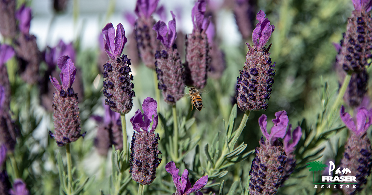 April Gardening Tips 2020 Spanish lavender Pam Fraser