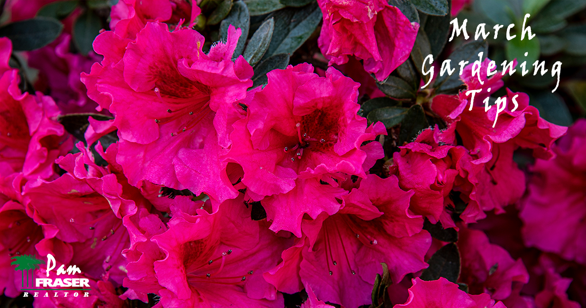 March Gardening Tips 2020 azalea in bloom Pam Fraser