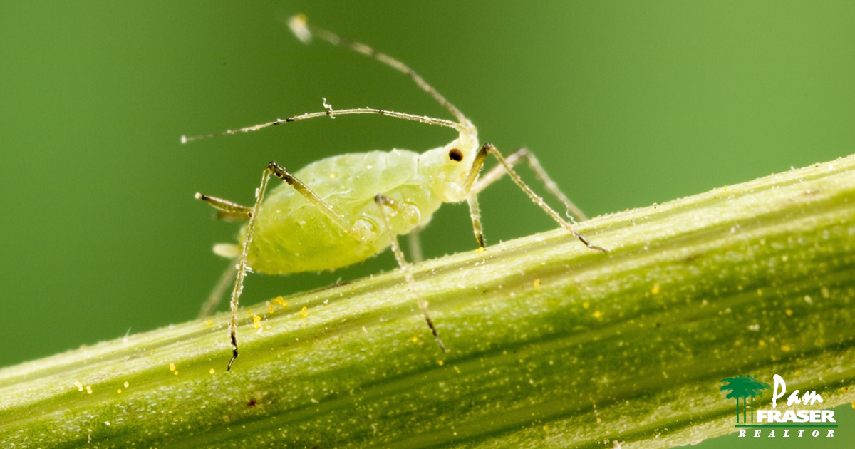 March Gardening Tips 2020 aphid on branch