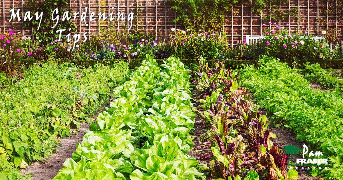 May Gardening Tips vegetable garden