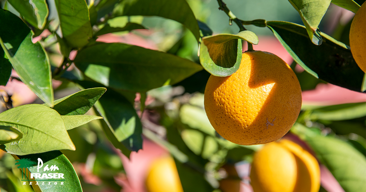 May Gardening Tips 2020 orange tree