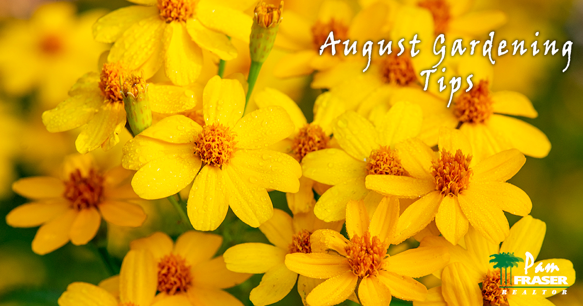 August Gardening Tips 2020 Pam Fraser tagetes lemmonii