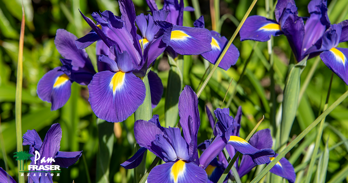 September Gardening Tips 2020 Pam Fraser irises in my garden