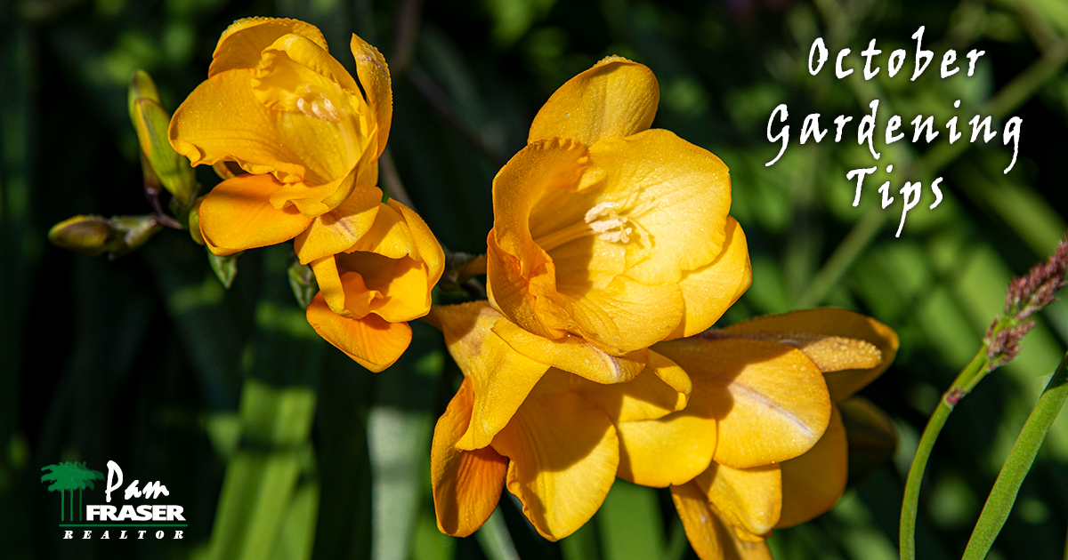 October Gardening Tips 2020 Pam Fraser narcissus in my garden