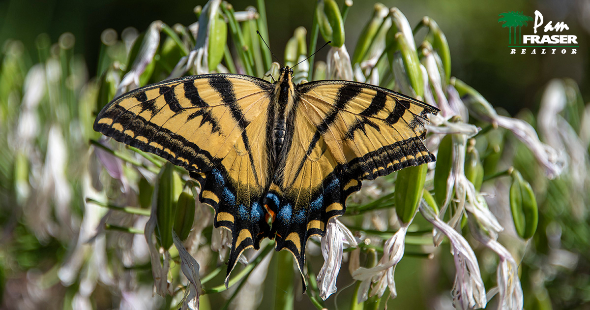 October Gardening Tips 2020 Pam Fraser swallowtail in my garden