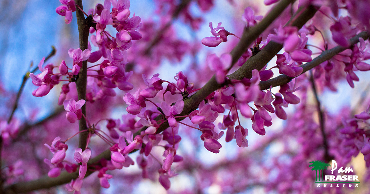 November & December Gardening Tips Pam Fraser redbud blooms