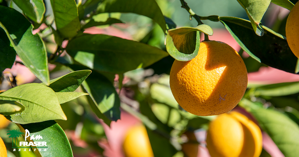 San Diego Gardening Tips February 2021 Pam Fraser orange tree