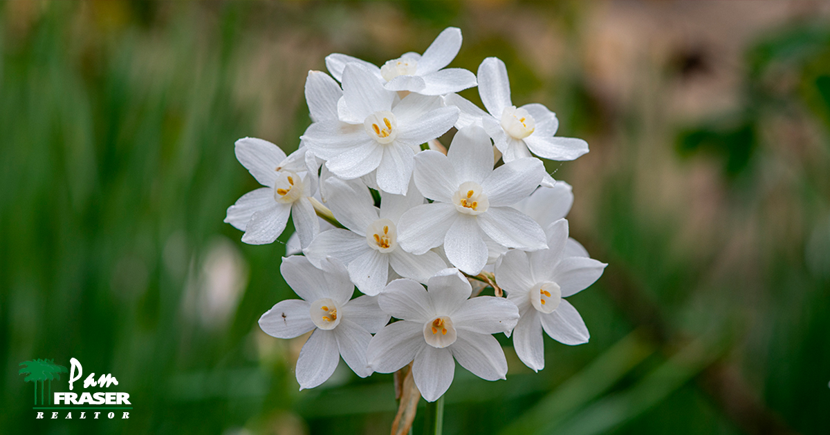 San Diego Gardening Tips March 2021 paperwhites Pam Fraser