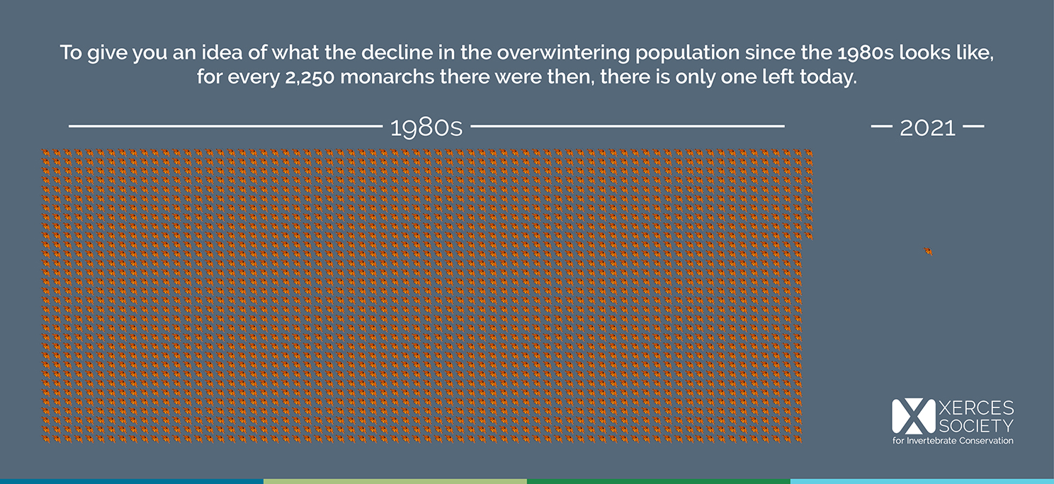 Saving Monarch Butterflies Chart of Monarch Butterfly Population Decline