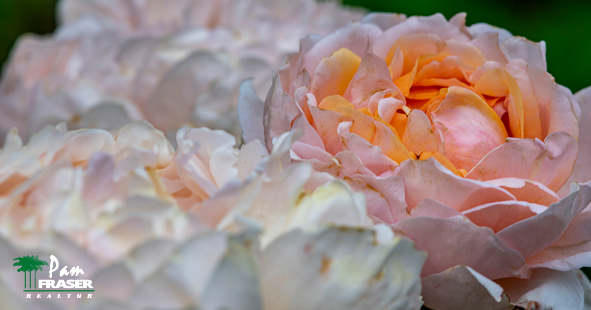 San Diego Garden Tips May 2021 roses Pam Fraser