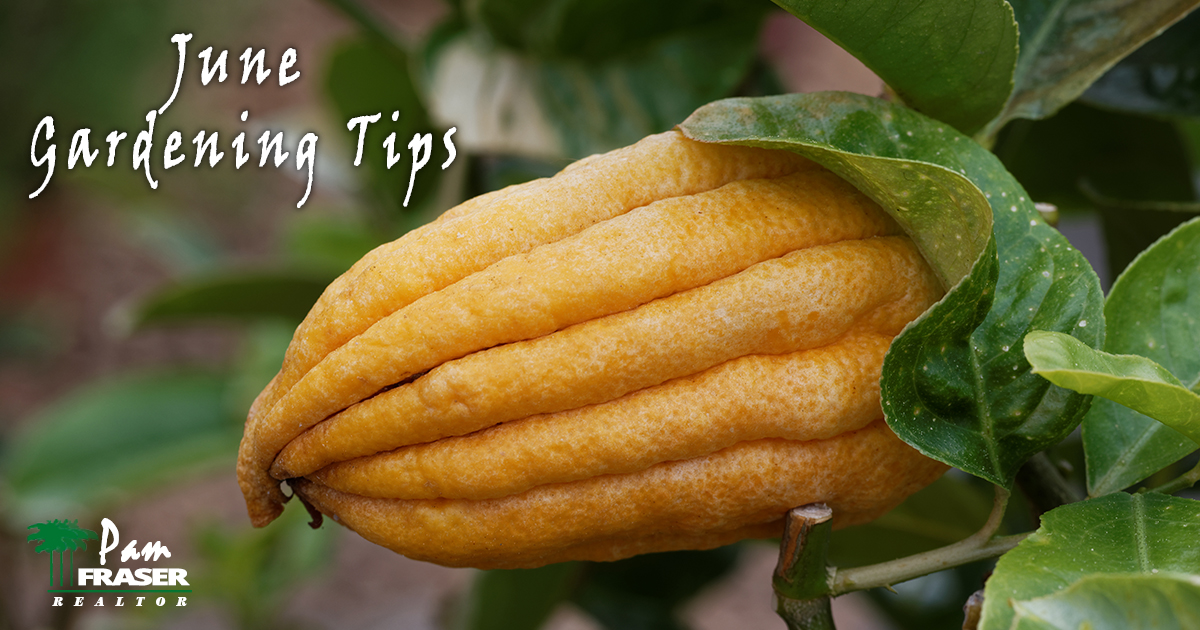 San Diego Garden Tips June 2021 Buddha's Hand