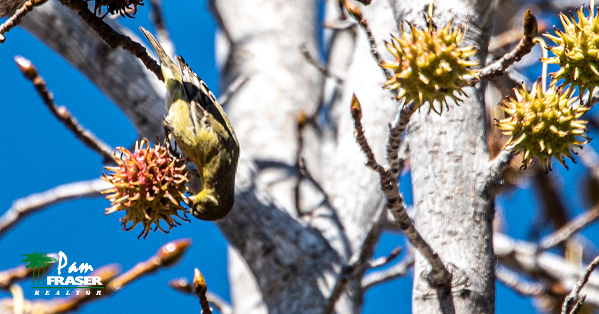 San Diego Garden Tips June 2021 Pam Fraser finch eating liquidamber seeds