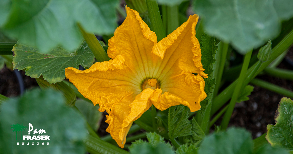 San Diego Garden Tips August 2021 squash flower by Pam Fraser