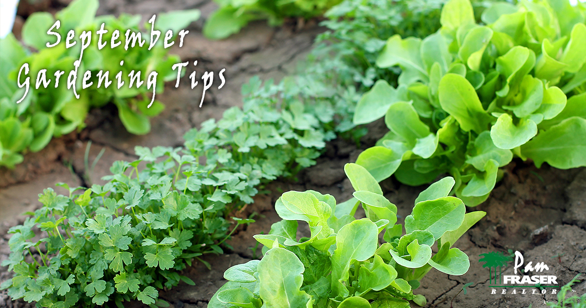 San Diego Gardening Tips Pam Fraser vegetable garden