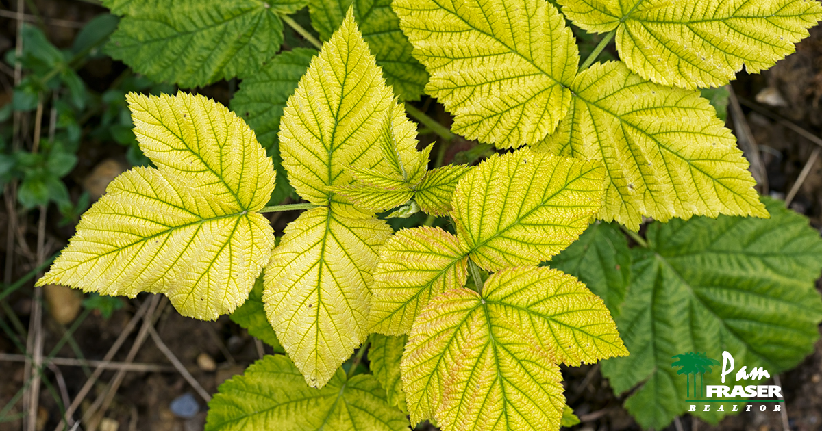 San Diego Gardening Tips Pam Fraser raspberry leaves with possible chlorosis