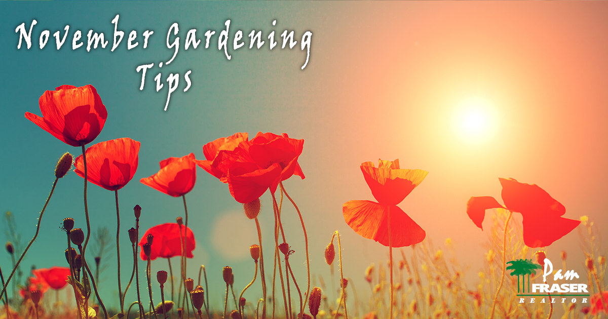 San Diego Garden Tips November 2021 Pam Fraser poppies