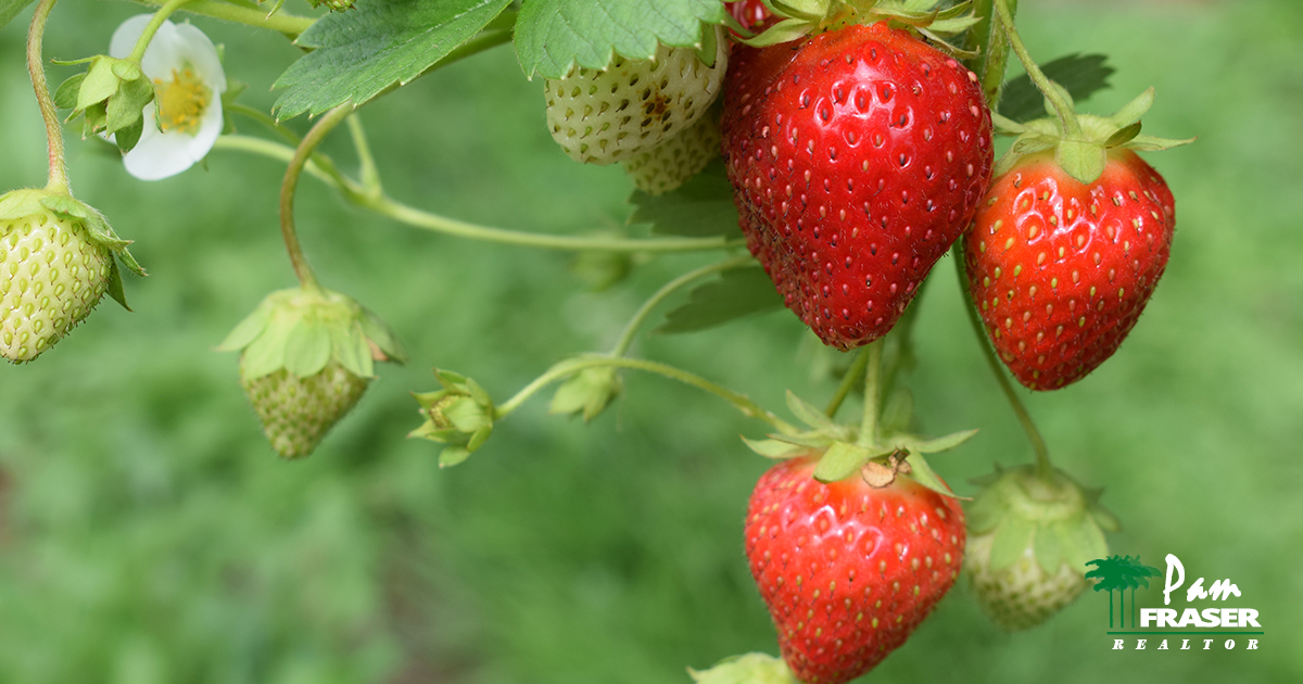 San Diego Garden Tips November 2021 Pam Fraser strawberries