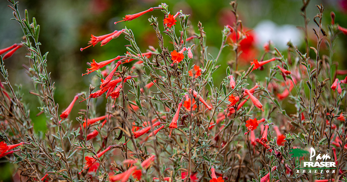 San Diego Gardening Tips October 2021 Pam Fraser California fuchsia