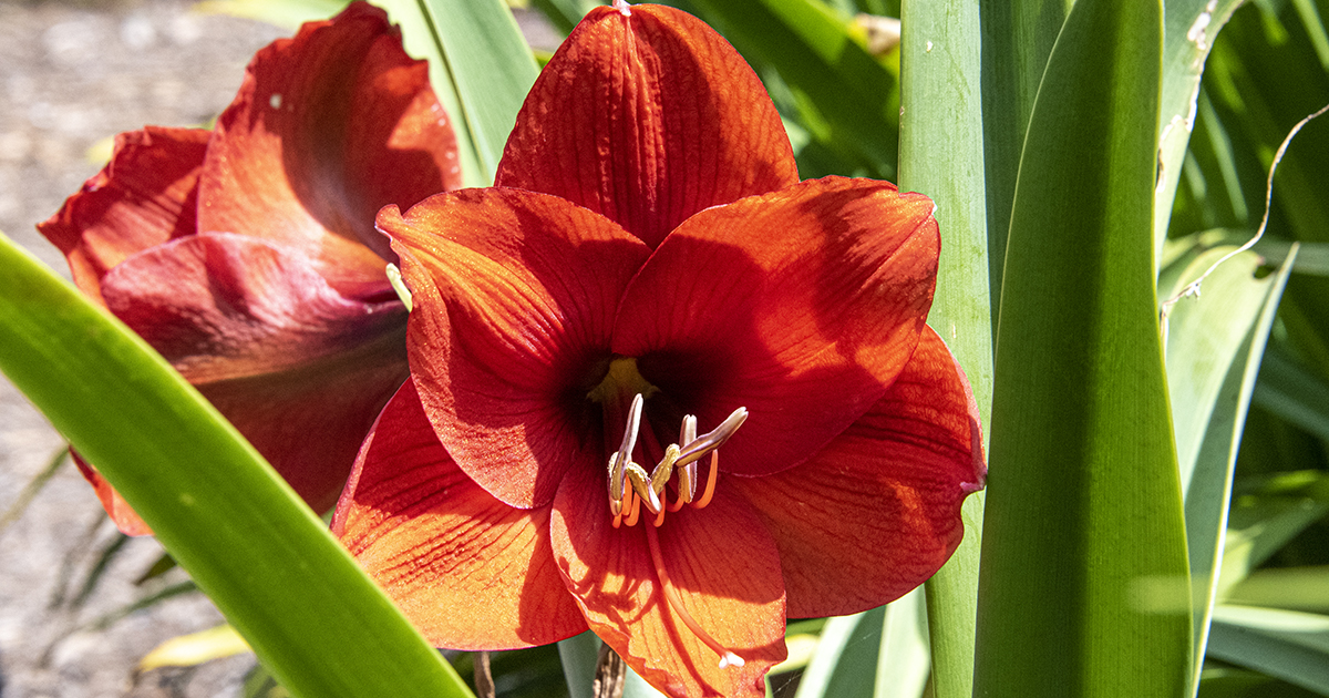 San Diego Garden Tips December 2021 Pam Fraser amaryllis