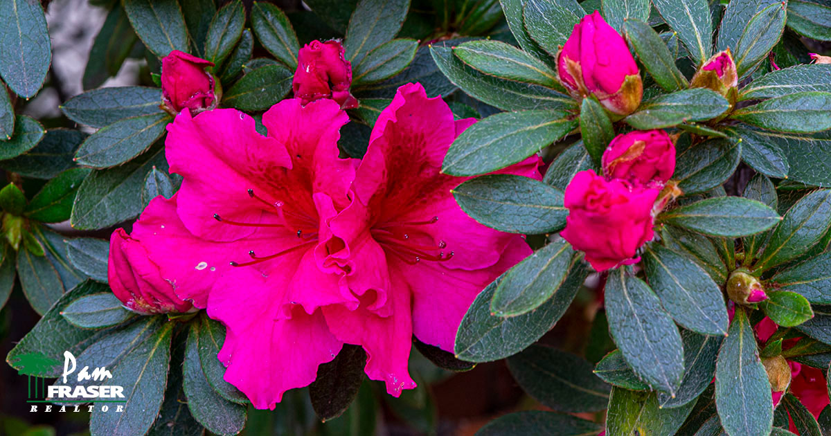 San Diego Garden Tips Pam Fraser February 2022