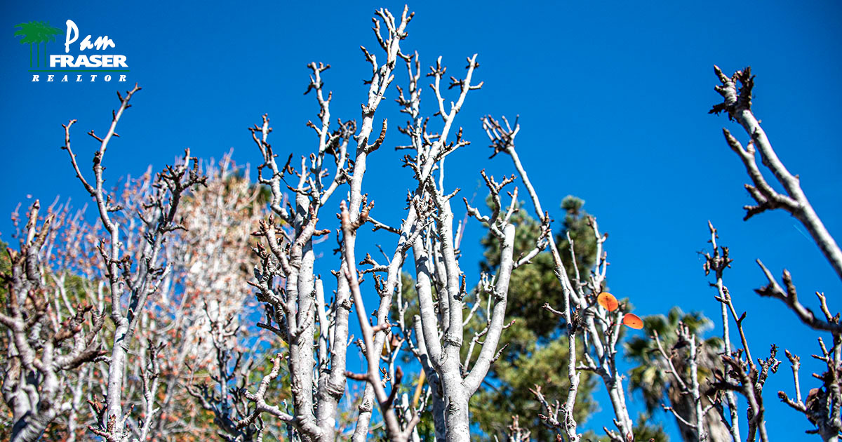 San Diego Garden Tips January 2022 Pam Fraser dormant pear tree
