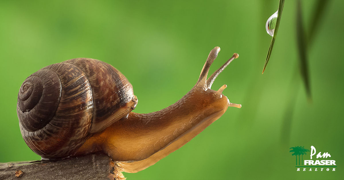 San Diego Garden Tips March 2022 snail