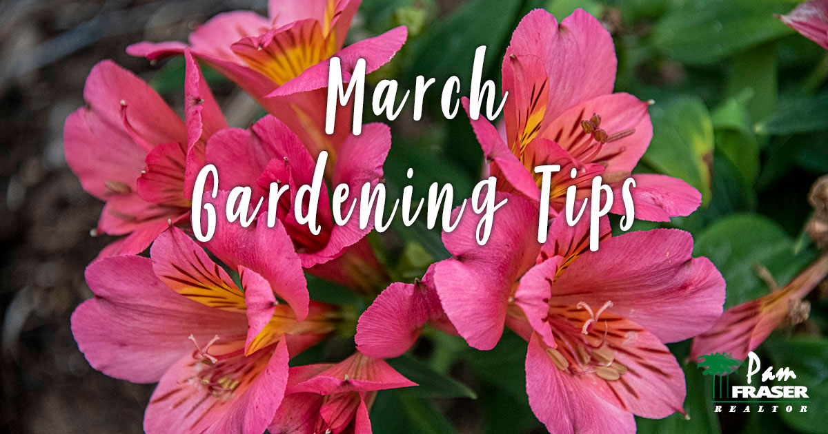 San Diego Garden Tips March 2022 Pam Fraser alstroemeria