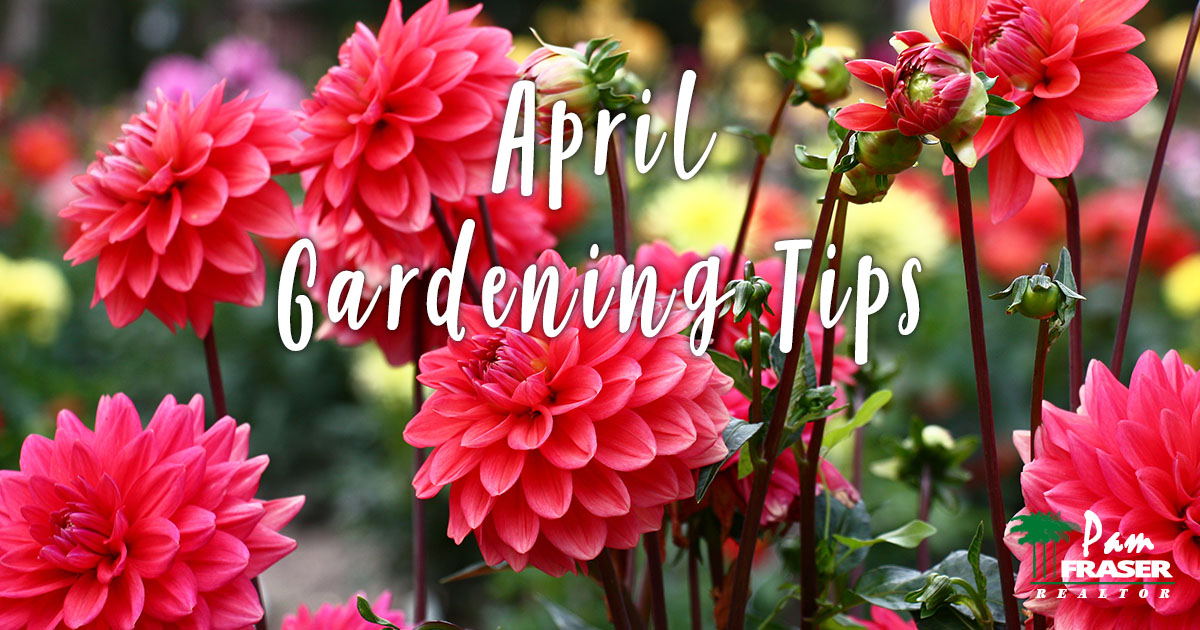 San Diego Garden Tips April 2022 pink dahlias