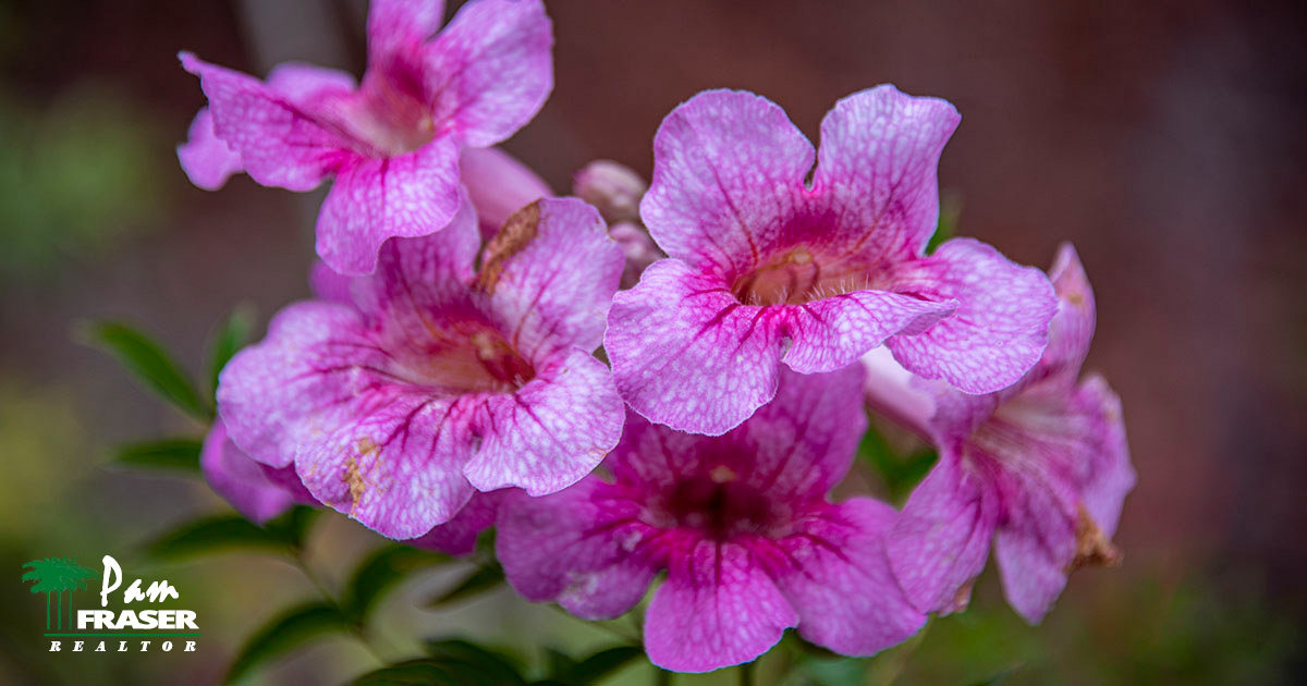 San Diego Garden Tips May 2022 pink trumpet vine Pam Fraser
