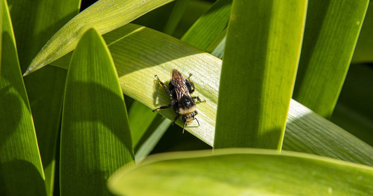 San Diego Garden Tips June 2022 newly hatched bumblebee on lily of the nile in my garden Pam Fraser