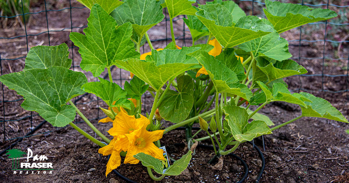 San Diego Garden Tips July 2022 yellow crookneck squash plant Pam Fraser