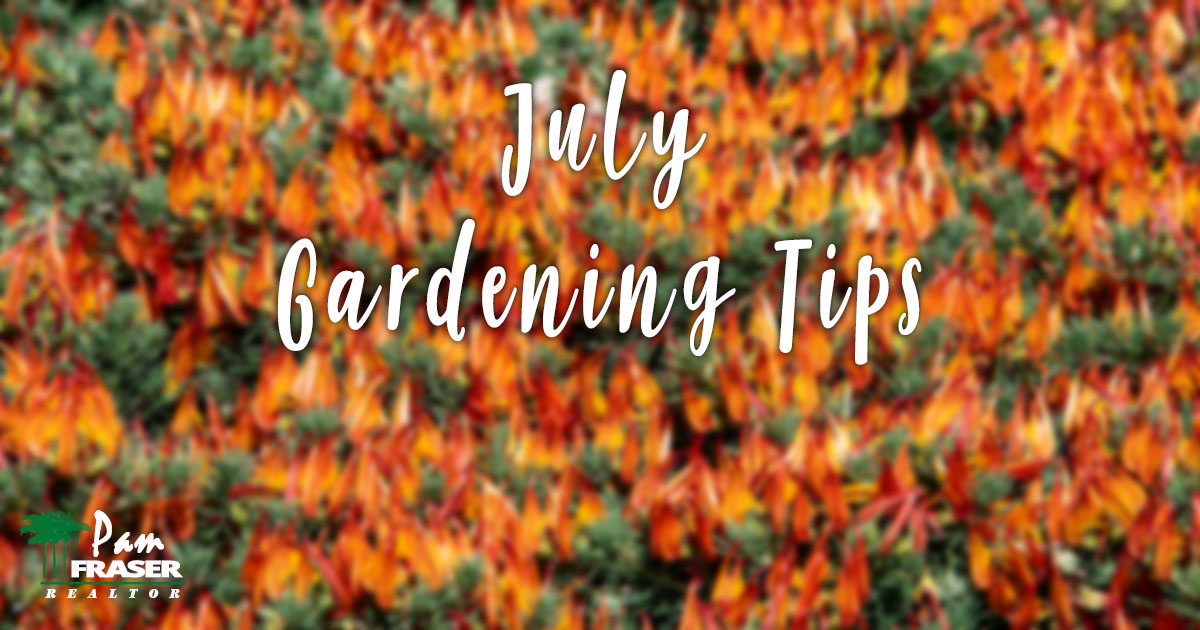 San Diego Garden Tips July 2022 Lotus berthelotii (Parrot's Beak) Pam Fraser