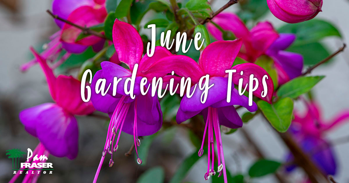 San Diego Garden Tips June 2022 fuchsia flowers in my garden Pam Fraser